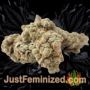 Sweet Critical Auto by 00 Seeds Buds Weed Ganja Skunk Pot Reefer Dope Herb Pics Images