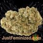 White Widow Auto by 00 Seeds Buds Weed Ganja Skunk Pot Reefer Dope Herb Pics Images