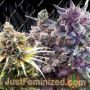 Collection No.1 Auto by 00 Seeds Cannabis Seeds For Sale at Just Feminized