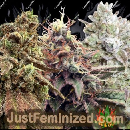 Collection No.3 Auto by 00 Seeds Cannabis Seeds For Sale at Just Feminized