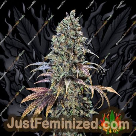 Chocolate Cream by 00 Seeds Cannabis Seeds For Sale at Just Feminized