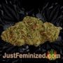 Chocolate Cream by 00 Seeds Buds Weed Ganja Skunk Pot Reefer Dope Herb Pics Images