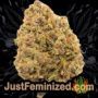Chocolate Cream by 00 Seeds Buds Weed Ganja Skunk Pot Reefer Dope Herb Pics Images