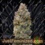 Chocolate Skunk by 00 Seeds Cannabis Seeds For Sale at Just Feminized