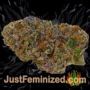 Chocolate Skunk by 00 Seeds Buds Weed Ganja Skunk Pot Reefer Dope Herb Pics Images