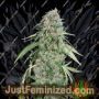 Chocolate Skunk by 00 Seeds Cannabis Seeds For Sale at Just Feminized