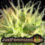 Chocolate Skunk by 00 Seeds THC CBD Close Up Trichomes Potency Yield Indica Sativa Strain Pic Images