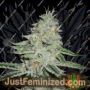 Dreamberry Auto by AutoSeeds Cannabis Seeds For Sale at Just Feminized
