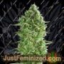 Do-Si-Do Cookies by 00 Seeds Cannabis Seeds For Sale at Just Feminized