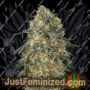 Gorilla by 00 Seeds Cannabis Seeds For Sale at Just Feminized