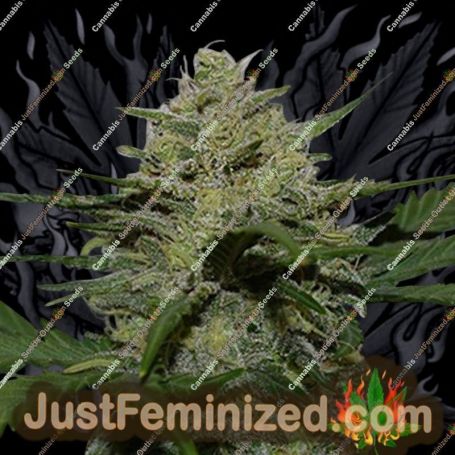Girl Scout Cookies Auto by AutoSeeds Cannabis Seeds For Sale at Just Feminized