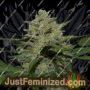 Girl Scout Cookies Auto by AutoSeeds Cannabis Seeds For Sale at Just Feminized