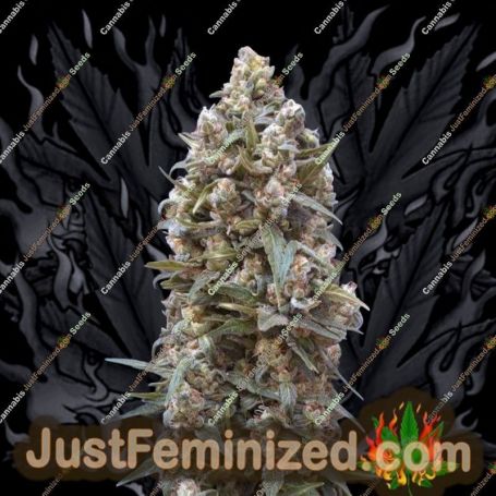 OO Kush by 00 Seeds Cannabis Seeds For Sale at Just Feminized