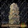 Sweet Critical by 00 Seeds Cannabis Seeds For Sale at Just Feminized