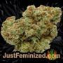 Sweet So Mango by 00 Seeds Buds Weed Ganja Skunk Pot Reefer Dope Herb Pics Images