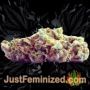 White Widow by 00 Seeds Buds Weed Ganja Skunk Pot Reefer Dope Herb Pics Images