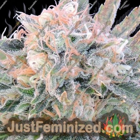 Blueberry Ghost OG Auto by Original Sensible Cannabis Seeds For Sale at Just Feminized