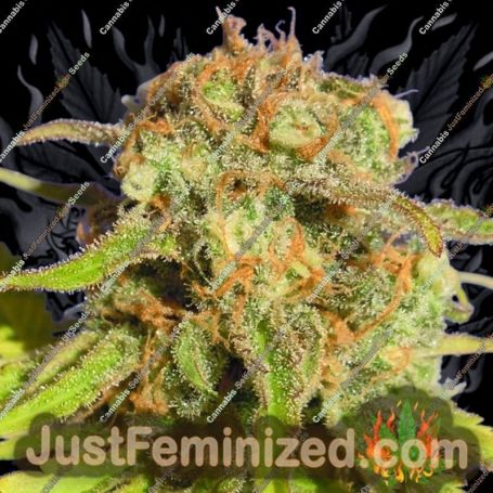 Bruce Banner No.3 Auto by Original Sensible Cannabis Seeds For Sale at Just Feminized