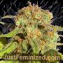 Bruce Banner No.3 Auto by Original Sensible Cannabis Seeds For Sale at Just Feminized