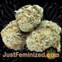 Bruce Banner No.3 Auto by Original Sensible Buds Weed Ganja Skunk Pot Reefer Dope Herb Pics Images