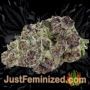 Bruce Banner No.3 Auto by Original Sensible Buds Weed Ganja Skunk Pot Reefer Dope Herb Pics Images