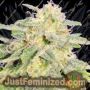Jack Herer Auto by Original Sensible Cannabis Seeds For Sale at Just Feminized