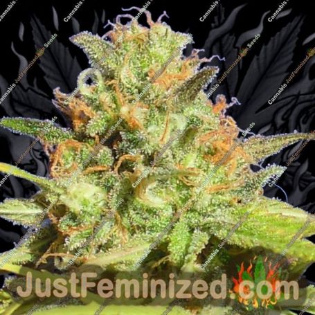 Zkittlez Auto by Original Sensible Cannabis Seeds For Sale at Just Feminized
