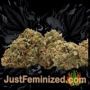Zkittlez Auto by Original Sensible Buds Weed Ganja Skunk Pot Reefer Dope Herb Pics Images