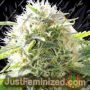 Black Destroyer by Original Sensible Cannabis Seeds For Sale at Just Feminized