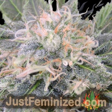 Black Ghost OG by Original Sensible Cannabis Seeds For Sale at Just Feminized