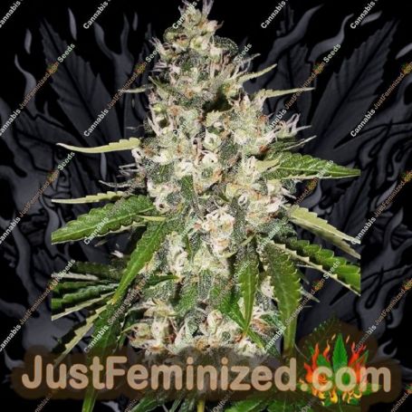 Black Gum by Original Sensible Cannabis Seeds For Sale at Just Feminized