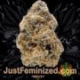 Blueberry Ghost OG by Original Sensible Buds Weed Ganja Skunk Pot Reefer Dope Herb Pics Images