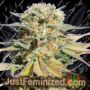 Bruce Banner No.3 by Original Sensible Cannabis Seeds For Sale at Just Feminized