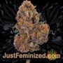 Bruce Banner No.3 by Original Sensible Buds Weed Ganja Skunk Pot Reefer Dope Herb Pics Images
