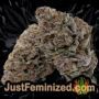 Bruce Banner No.3 by Original Sensible Buds Weed Ganja Skunk Pot Reefer Dope Herb Pics Images