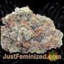 Bruce Banner No.3 by Original Sensible Buds Weed Ganja Skunk Pot Reefer Dope Herb Pics Images