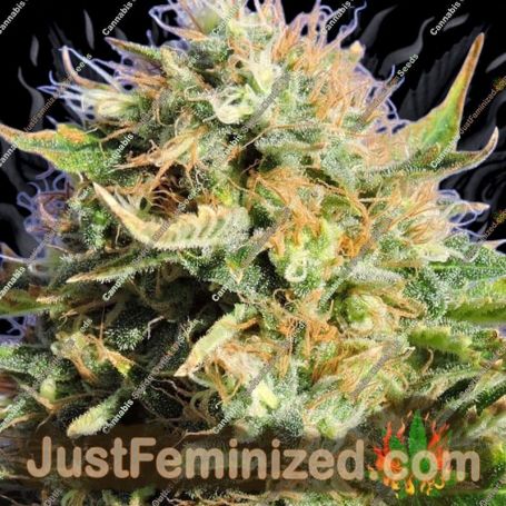 Chronic Lights by Original Sensible Cannabis Seeds For Sale at Just Feminized