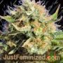 Chronic Lights by Original Sensible Cannabis Seeds For Sale at Just Feminized