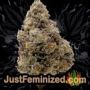 Chronic Lights by Original Sensible Buds Weed Ganja Skunk Pot Reefer Dope Herb Pics Images