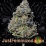 Chronic Lights by Original Sensible Buds Weed Ganja Skunk Pot Reefer Dope Herb Pics Images