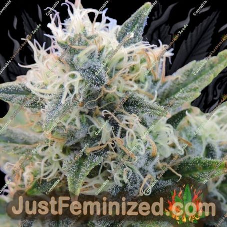 Girl Scout Cookies by Original Sensible Cannabis Seeds For Sale at Just Feminized