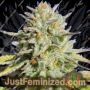Gorilla Glue No.4 by Original Sensible Cannabis Seeds For Sale at Just Feminized