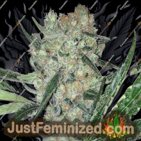 Juanita by Original Sensible Cannabis Seeds For Sale at Just Feminized