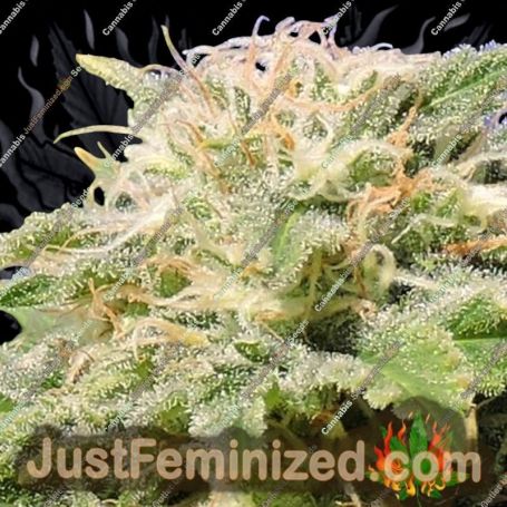 Kali AK by Original Sensible Cannabis Seeds For Sale at Just Feminized