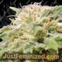 Kali AK by Original Sensible Cannabis Seeds For Sale at Just Feminized
