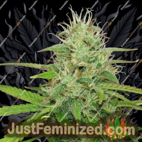 Kush Doctor Auto by AutoSeeds Cannabis Seeds For Sale at Just Feminized