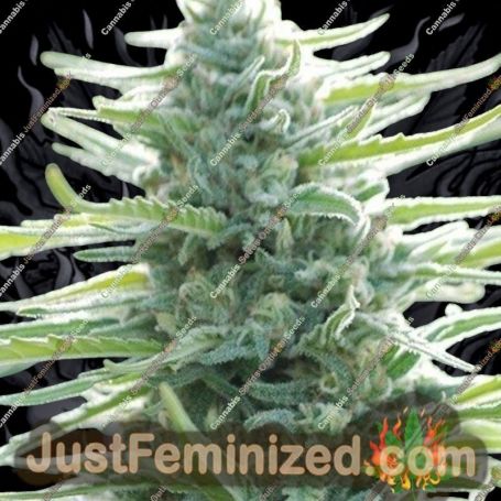 Pure Africa by Original Sensible Cannabis Seeds For Sale at Just Feminized