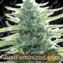 Pure Africa by Original Sensible Cannabis Seeds For Sale at Just Feminized