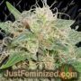 Super Lemon Haze Auto by Original Sensible Cannabis Seeds For Sale at Just Feminized