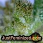 Super Lemon Haze Auto by Original Sensible THC CBD Close Up Trichomes Potency Yield Indica Sativa Strain Pic Images